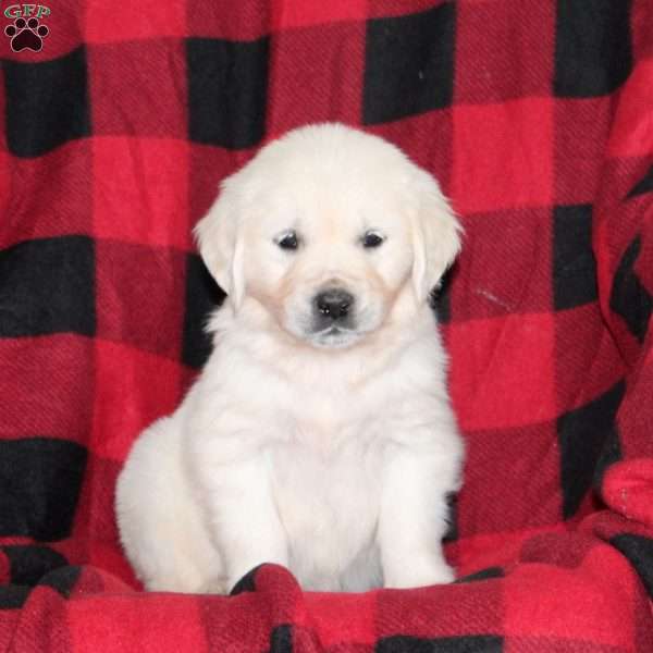 Twinkle, English Cream Golden Retriever Puppy